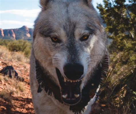 dogwoof|are wolf dogs dangerous.